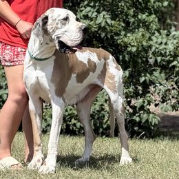 Magnolia - Great Dane