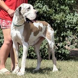 Magnolia - Great Dane