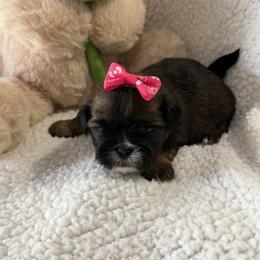 Girl 2 - Chocolate and tan female Shih Tzu puppy in Ocala, Florida from Mimi's Shih-tzus of Ocala