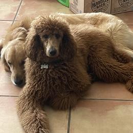 Bella - Poodle
