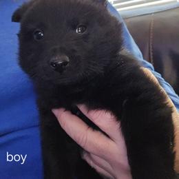 Black Boy - Black male Schipperke puppy in Alcester, South Dakota from Dakota Dreamin Schipperkes