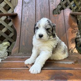 Cosmo - Merle male Saint Berdoodle puppy in Traverse City, Michigan from Bare Paws Saint Berdoodles