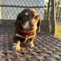 Enzo - Chocolate and cream male Dachshund puppy in Stilwell, Oklahoma from Mountain Top Dachshunds