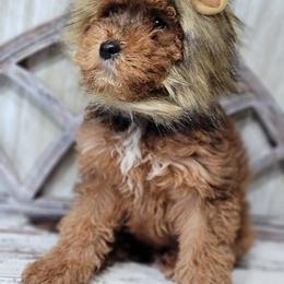 DUE SOON - Red  male Goldendoodle puppy in Austin, Texas from Austin Doodles & Poodles