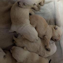 Baby Red wheaten - Wheaten female Scottish Terrier puppy in Oak Harbor, Ohio from Scotland Yard Kennels