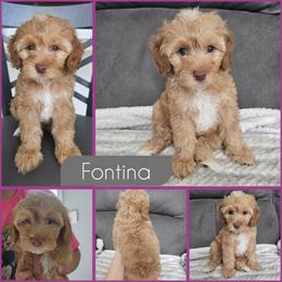 Fontina - Golden female Cockapoo puppy in Zanesville, Ohio from Southtown Doodles LLC