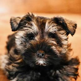 Miniature Schnauzer Puppies from Fraizer Farms