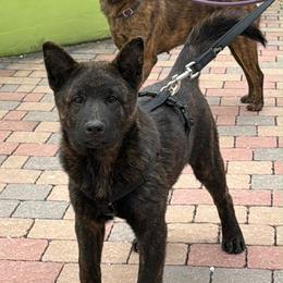 Fudo - Black brindle male Kai Ken puppy in Livonia, Michigan from Kōri no Ken