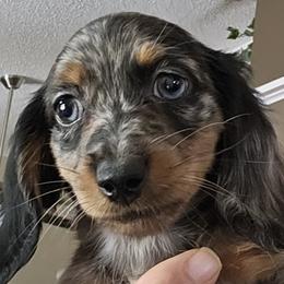 Dachshunds from Come See Our Weiners