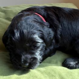 Girl 1 - female Australian Labradoodle puppy in New Boston, New Hampshire from Storybook Labradoodles