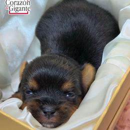 Jade - Black and tan female Yorkshire Terrier puppy in California from Corazon de gigante