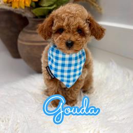Gouda - Red  male Goldendoodle puppy in Buford, Georgia from Petite Posh Puppies