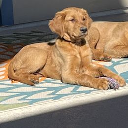 Golden Retriever Puppies from Doc’s Goldens