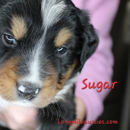 Sugar BTF3 - Black tri female Miniature Australian Shepherd puppy in Elgin, Oregon from LongMile Aussies