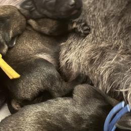 Giant Schnauzer Puppies from Bourbon Country Schnauzers