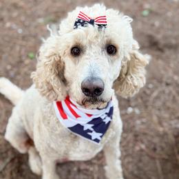 Zoey - Goldendoodle