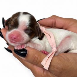 Ebony - Parti female Assorted Doodle Crosses puppy in Yuciapa, California from AlltheDoodlez_