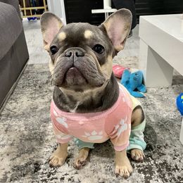 Zora - French Bulldog