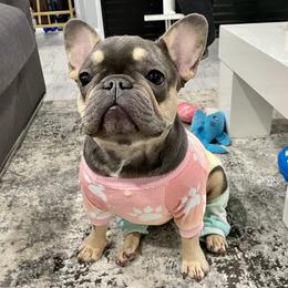 Zora - French Bulldog