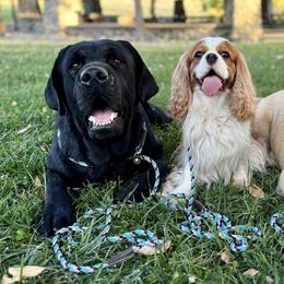 Cavalier King Charles Spaniels and Labrador Retrievers from Cantina Labs and Cavs