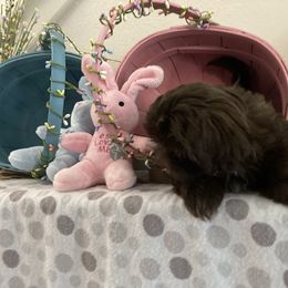 Shih Tzu Puppies from Little Lions West