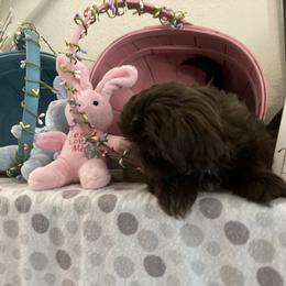 Shih Tzu Puppies from Little Lions West