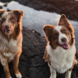 Australian Shepherds from Strawberry Moon Aussies