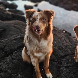 Australian Shepherds from Strawberry Moon Aussies