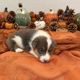 CJ Boy 2 - Blue male Pembroke Welsh Corgi puppy in Dickinson, Texas from Gulf Coast Corgis