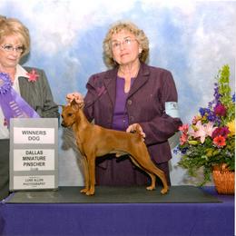 Miniature Pinscher Puppies from Whitehouse Kennel,  Judith White