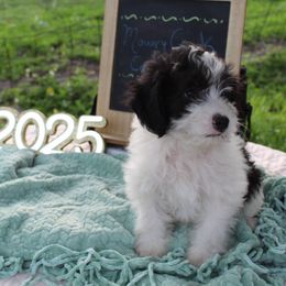 Dollar - Black and white Aussiedoodle puppy in Hopkins, Missouri from Mowry Creek Mini Aussiedoodles and More