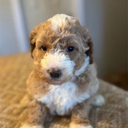 Red collar boy - Apricot male Goldendoodle puppy in Vian, Oklahoma from Dog Days Doodles