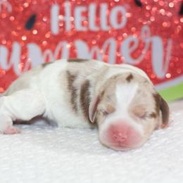 Nova - Dapple female Dachshund puppy in Bellville, Ohio from JK Mini Doxies