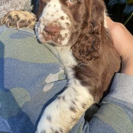 English Springer Spaniels from Sara's English Springer Spaniels