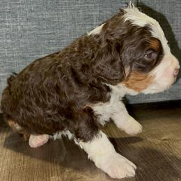 Lucky - Tri-color male Bernedoodle puppy in Los Angeles, California from Bernied00dle Love