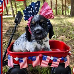 Brooke - Blue roan and tan female Cocker Spaniel puppy in Tecumseh, Oklahoma from Gambill's Cocker Spaniel Cuties