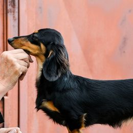Night - Dachshund
