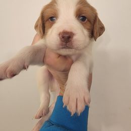 Male 7 - Orange and white male Brittany puppy in Rhoadesville, Virginia from HOMESCHOOLED BRITTANYS LLC