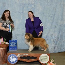 Bullmastiff and Shetland Sheepdog All Grown Up from RCS Kennels