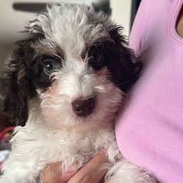 Fritz - Parti male Poodle puppy in Winter Haven, Florida from Herdez’s Poodles