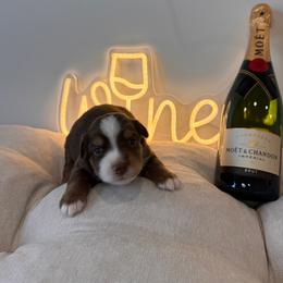 Chanpagne - Red tri male Miniature Australian Shepherd puppy in Massapequa, New York from All That Auss Mini Aussies