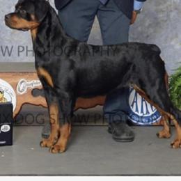 Baby - Rottweiler