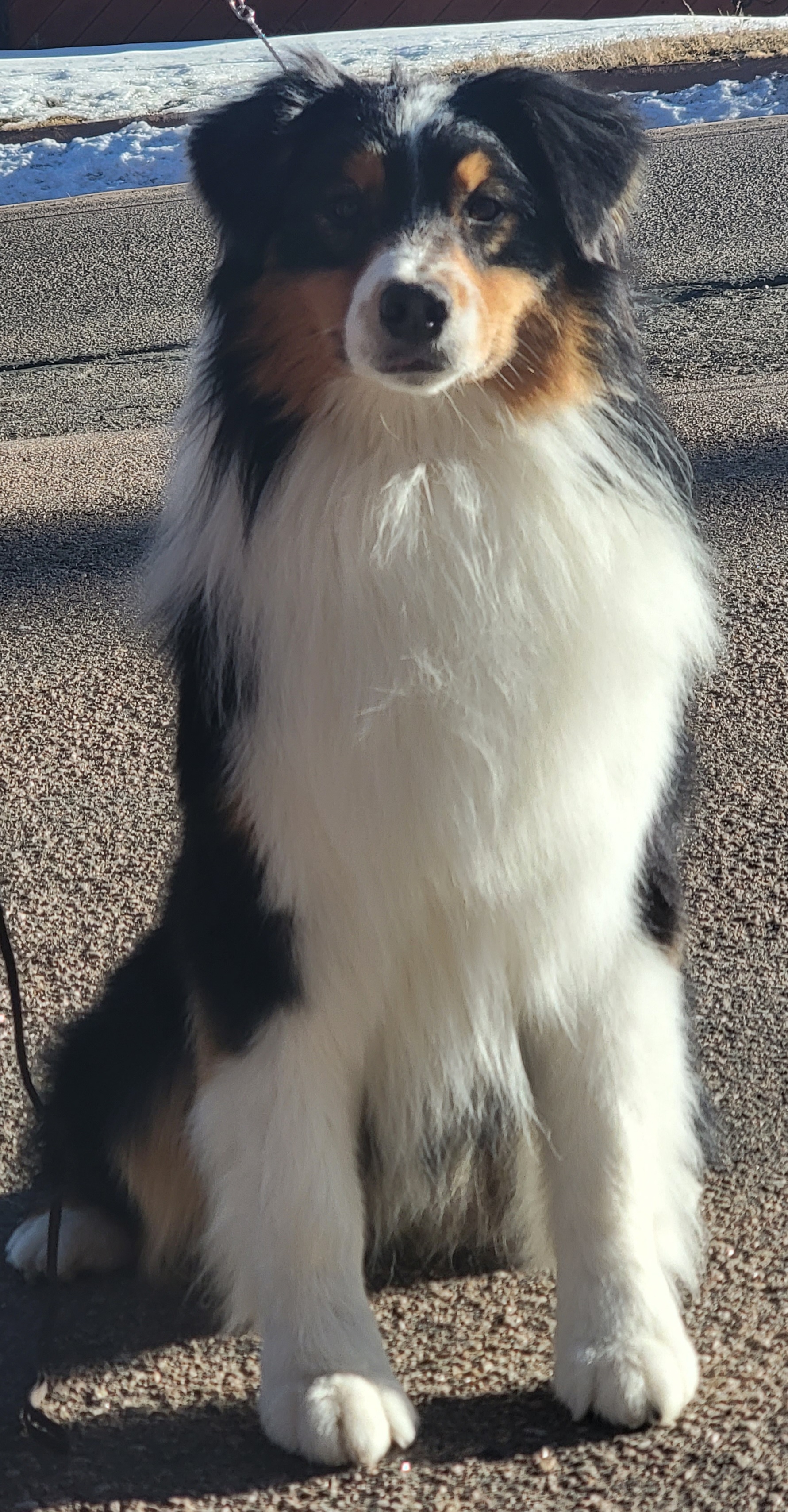 Bones - Australian Shepherd