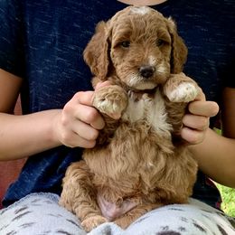 Goldendoodle Puppies from Fort Worth Goldendoodles