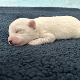 Havanese, Havapoo, and Poodle Puppies from Parlor Pups