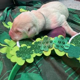 Grey - Yellow male Labrador Retriever puppy in Menomonee Falls, Wisconsin from Steppinstone Dog Training and Labradors/BC’s