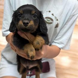 Boy 1 - Black and tan male Dachshund puppy in Stilwell, Oklahoma from Double Down Doxies