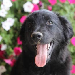 Nelle - Black tri-color female Australian Shepherd puppy in Hillsboro, Ohio from Sugar Grove Farms