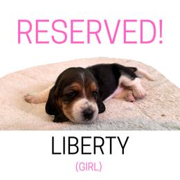 Liberty - Black white and brown female Basset Hound puppy in San Tan Valley, Arizona from Liberty Bassets