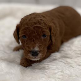 Riley - Red  male Goldendoodle puppy in Kansas City, Kansas from Bella & Ivy’s Mini Goldendoodles of KC
